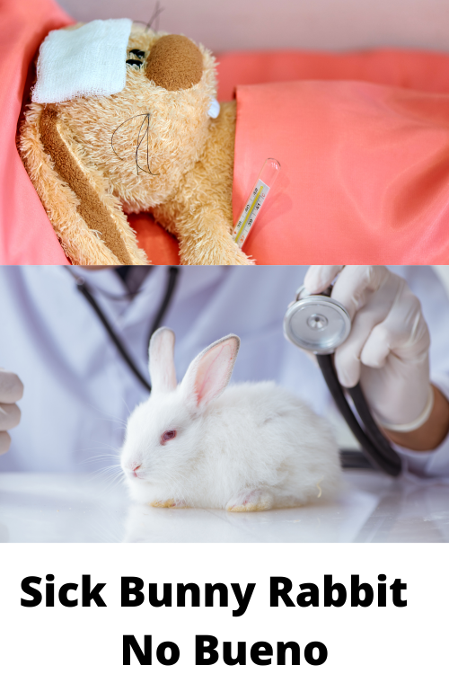 Sick Bunny Rabbit No Bueno · Hobby Farm Heaven
