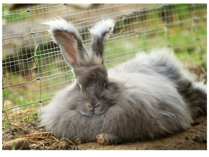 Asparagus Bunny With Wild Fur and Crazy Rabbit Ears