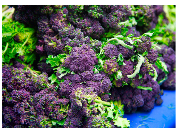 Can Rabbits Eat Purple Broccoli