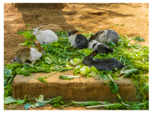 Bunny Health: Low Calcium Veg For Rabbits · Hobby Farm Heaven