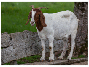 This Goat Has Four Stomachs