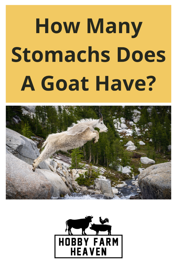 How Many Stomachs Does A Goat Have · Hobby Farm Heaven