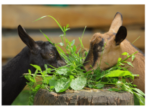 How many stomachs Goat Have