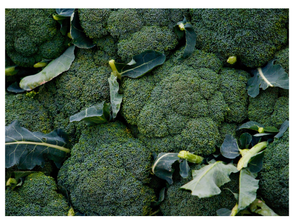 Rabbits Eat Broccoli