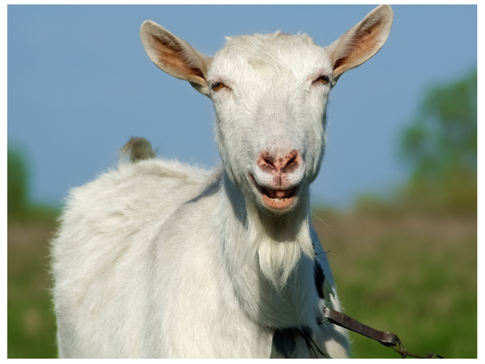 What Sounds Do Goats Make? · Hobby Farm Heaven