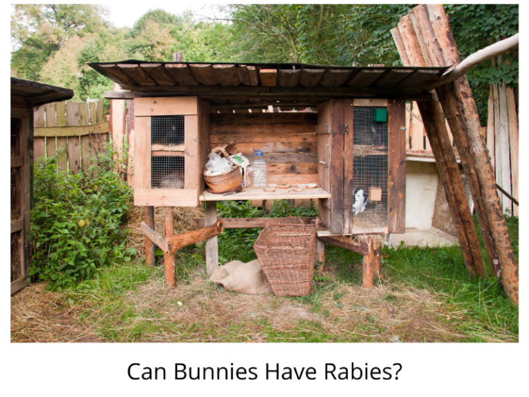 Can Rabbits Have Rabies · Hobby Farm Heaven