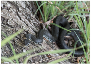 Common Black Snakes Eat Rabbits