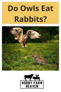 Do Owls Eat Rabbits · Hobby Farm Heaven