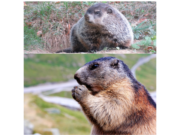 Do Woodchucks Bother Rabbits
