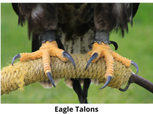 Eagle Talons Grab Rabbits