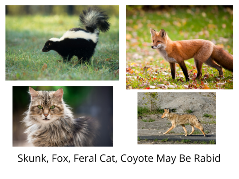 Can Rabbits Have Rabies · Hobby Farm Heaven