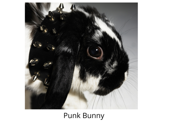 Studded Punk Collar on Bunny