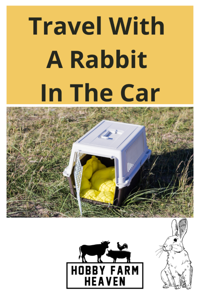 Travel With A Rabbit In The Car