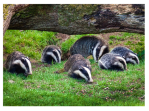 Do Badgers Eat Rabbits