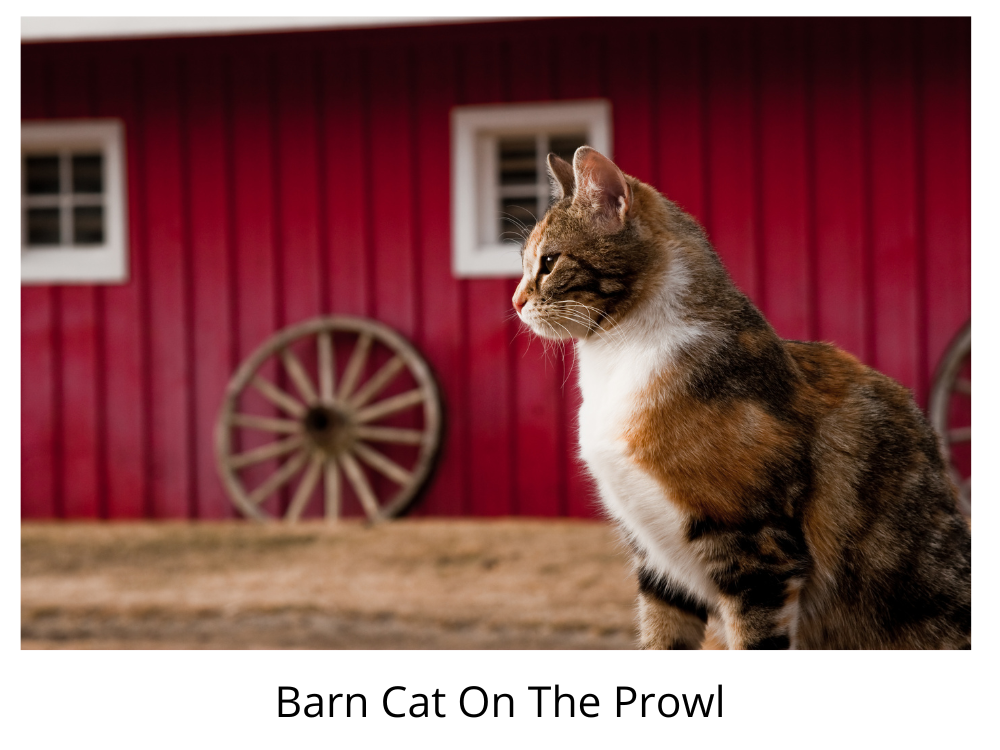 Classic Barn Cat