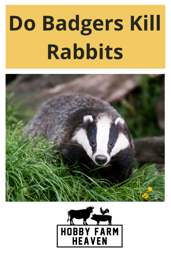 Do Badgers Kill Rabbits