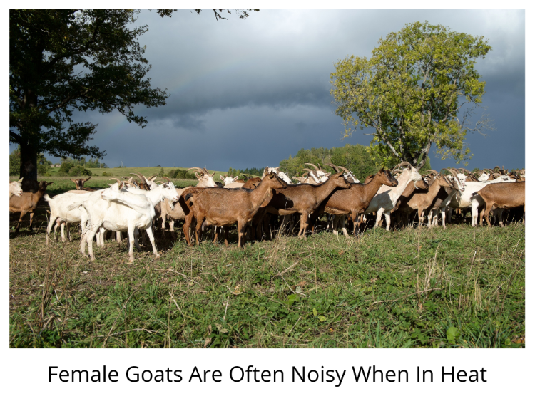 Goats Are Often Noisy When In Heat