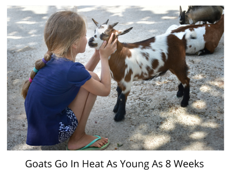 How Often Do Goats Go In Heat · Hobby Farm Heaven