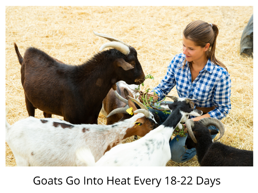 Goats Go In Heat Every 18 to 22 Days