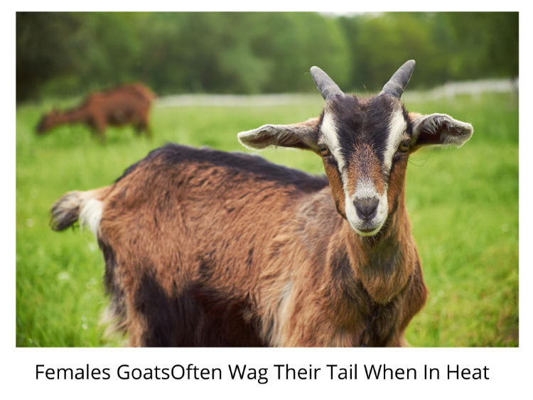 Female Goats Often Wag or Flash Their Tales Often When In Heat
