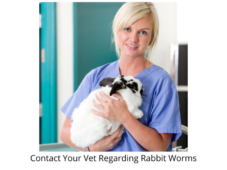 Rabbit Health Do Rabbits Have Worms · Hobby Farm Heaven