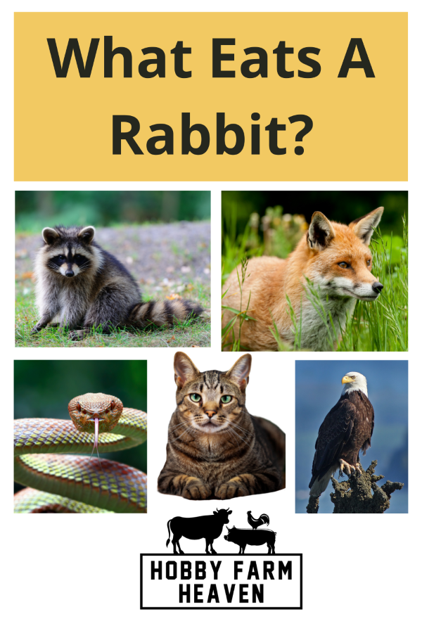 What Eats A Rabbit · Hobby Farm Heaven