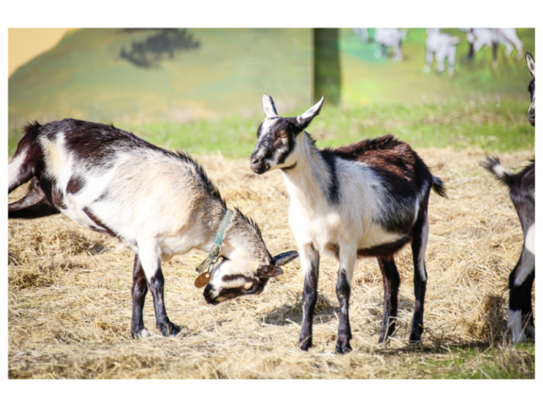 Why Do Goats Headbutt? · Hobby Farm Heaven