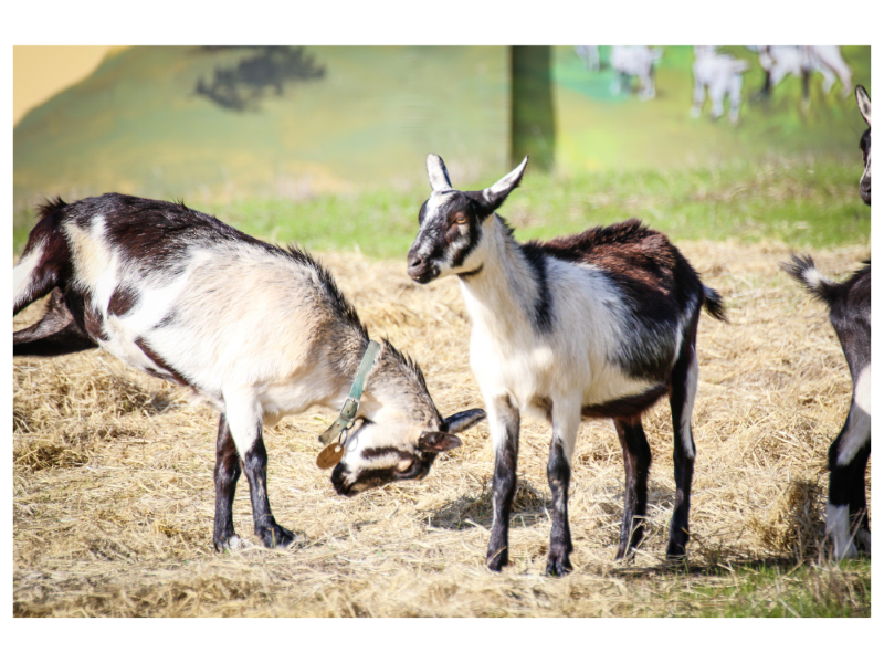 Why Do Goats Head Butt So Much