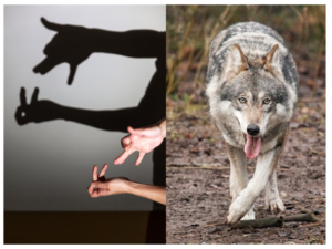 Wolf hunt rabbit
