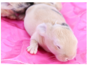 Baby Rabbit Eyes Closed Eyes not Open Yet