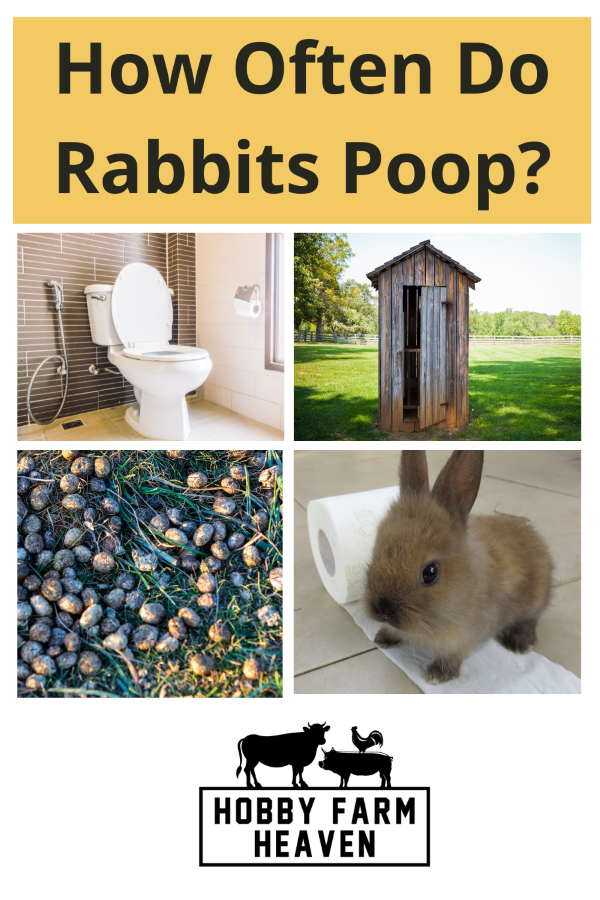 How Often Do Rabbits Poop