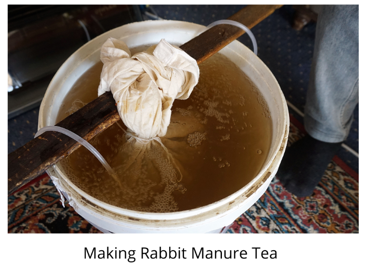 Making Rabbit Poop Tea