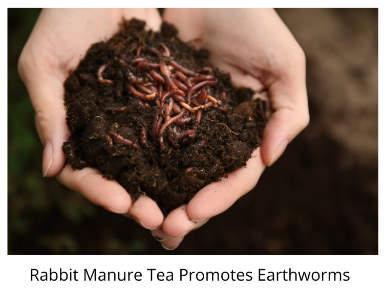 Rabbit Manure Tea is good for Worms