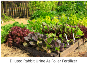 Rabbit Urine As Foliar Fertilizer