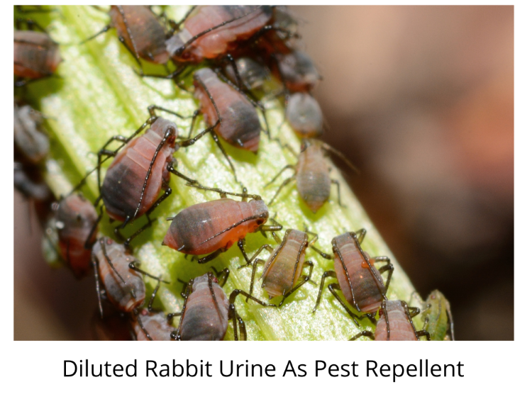 Rabbit Urine As Foliar Pest Repellent