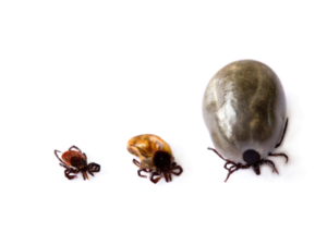 Regular and Gorged Tick