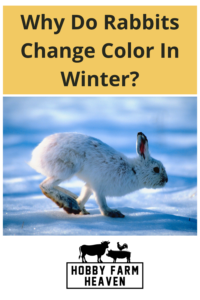 Why Do Rabbits Change Color In Winter · Hobby Farm Heaven