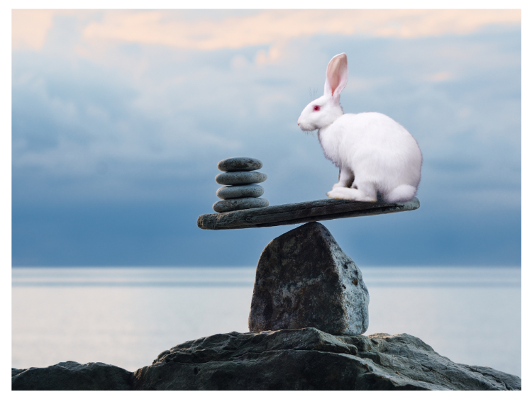 How Much Do Rabbits Weigh