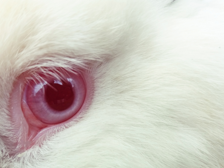 Can Pet rabbits see in the dark 4