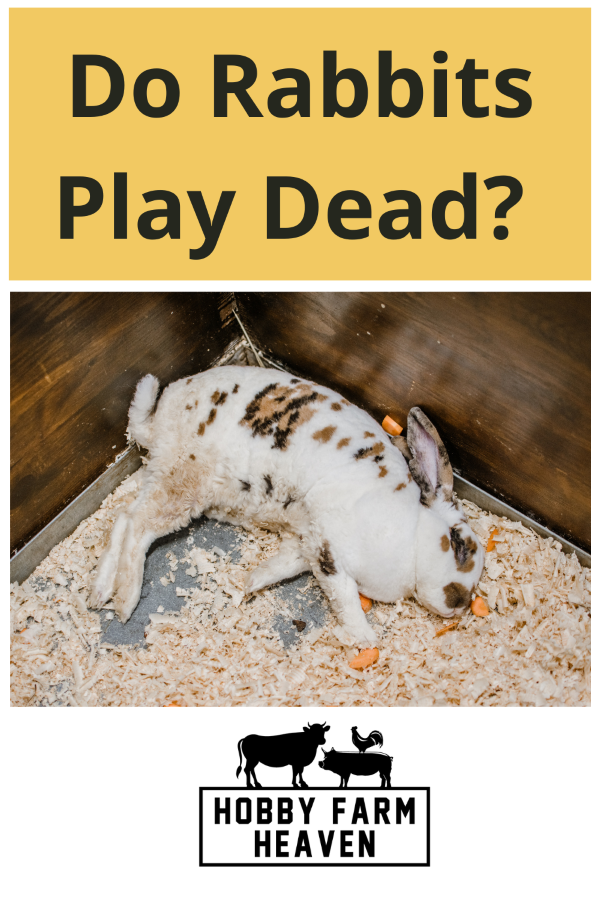 Do Rabbits Play Dead