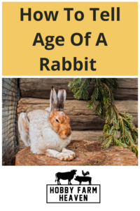 How To Tell Age Of A Rabbit