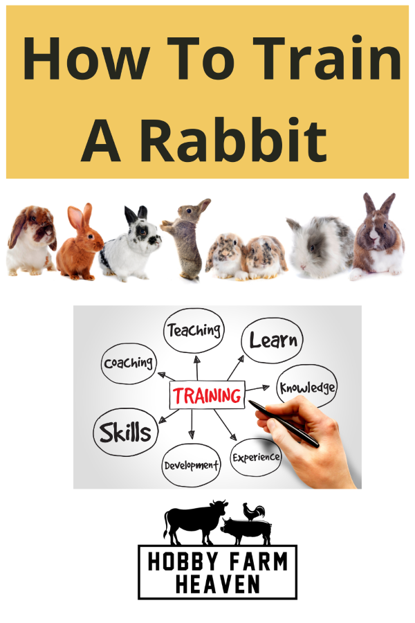 Training A Rabbit - How To Guide · Hobby Farm Heaven