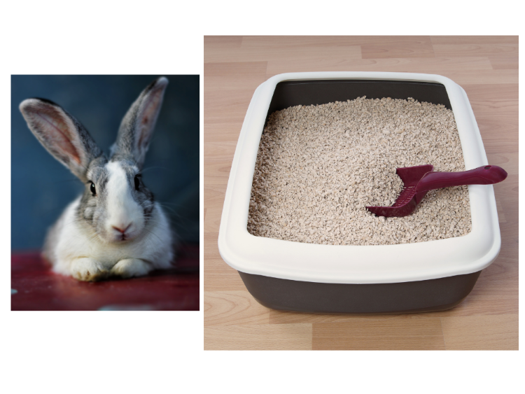 Teaching Rabbit to Use Litter box