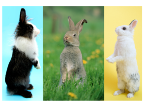 Teaching Rabbits To Stand Up