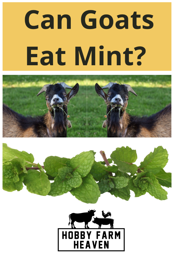 Can Goats Eat Mint