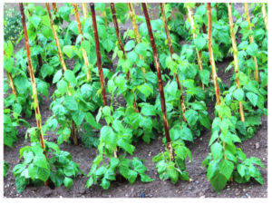 Risks And Benefits: Can Bunnies Eat Green Beans · Hobby Farm Heaven