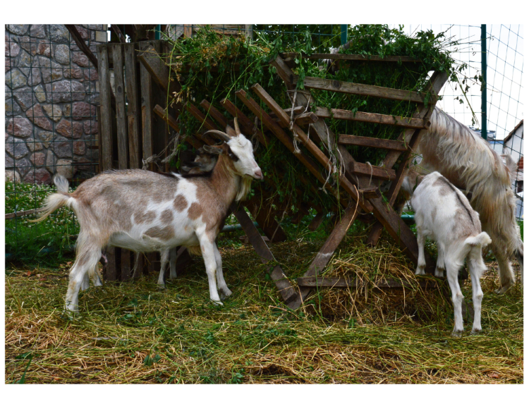 Goat Hay and Brush Feeder