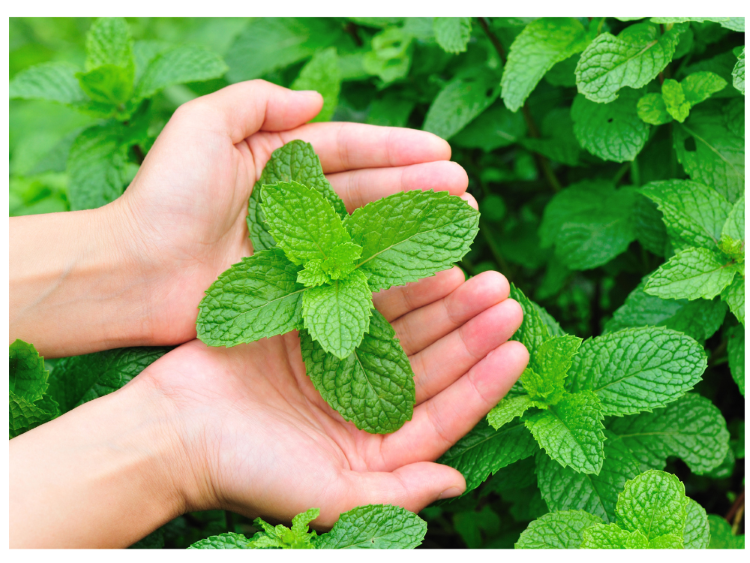 Goats May Eat Mint