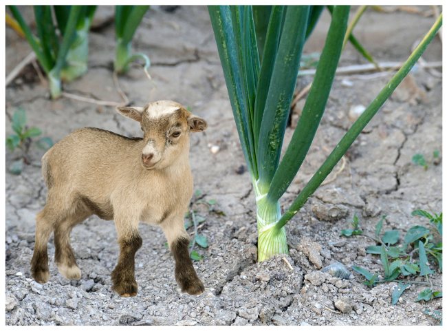 Can Goats Have Onions