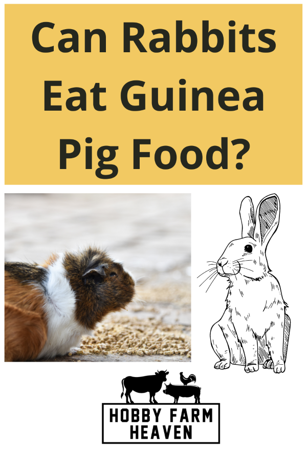 Can Rabbits Eat Guinea Pig Food